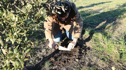 El aroma de la trufa atraviesa (literalmente) la tierra
