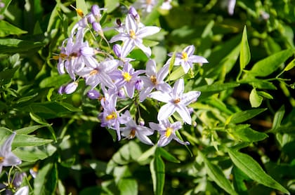 El aroma de Solanum laxum se intensifica al atardecer