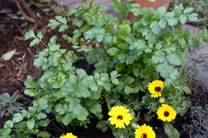 El aroma fuerte del cilantro puede ser molesto para los roedores, si se planta en áreas estratégicas del jardín funciona como un repelente natural