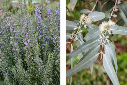 El aroma intenso del romero y del eucalipto funciona como un antídoto natural contra los mosquitos