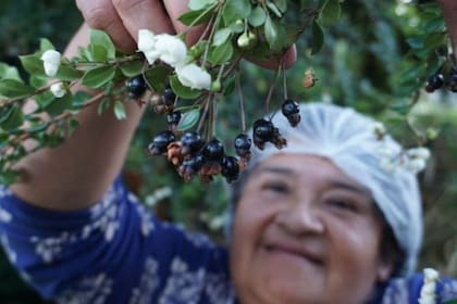El arrayán no tiene un sabor muy potente hasta que se cocina