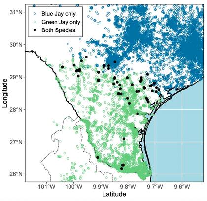 El arrendajo verde, que habita en Sudamérica, Centroamérica, México y el sur de Texas, expandió su rango miles de kilómetros hacia el norte desde 2000