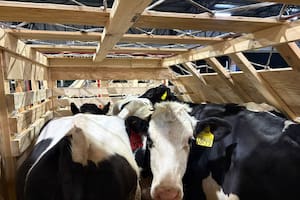 Después de 22 años, la Argentina importó toros desde Estados Unidos