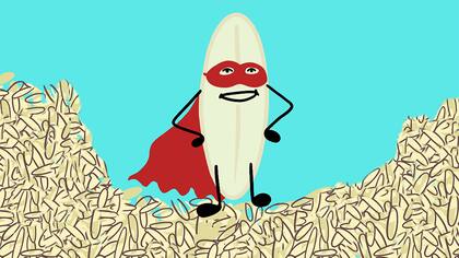 El arroz es un alimento básico para más de la mitad de la población mundial