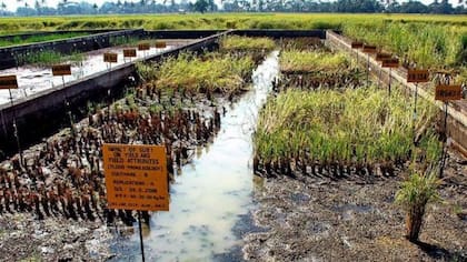El "arroz submarino" puede soportar semanas de inmersión en agua durante las inundaciones