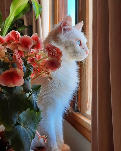 El arte de observar, uno de los tantos pasatiempos de Pantufla.