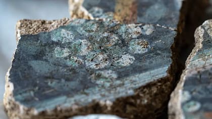 El arte muestra plantas locales como el muérdago