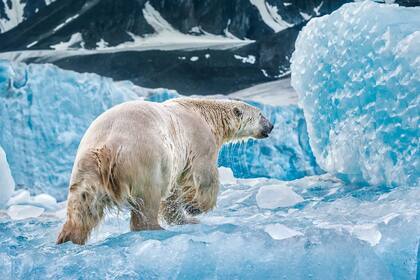 El Ártico se derrite. Algunos científicos temen que un tercio de los osos polares desaparezca para 2030.