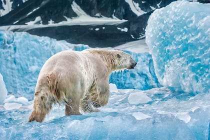 El Ártico se derrite. Algunos científicos temen que un tercio de los osos polares desaparezca para 2030.