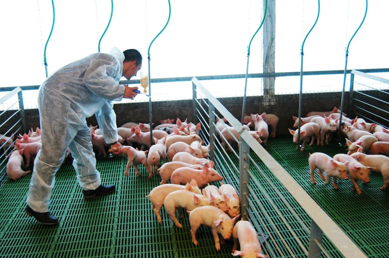 Llegó la hora del asociativismo en la producción porcina: eficiencia y crecimiento compartido