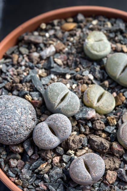 El aspecto y textura rocosa de los lithops imitan perfectamente el entorno donde crecen en forma natural