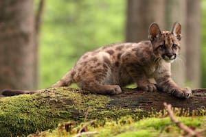 El ataque al cachorro de puma fue grabado y compartido por redes sociales