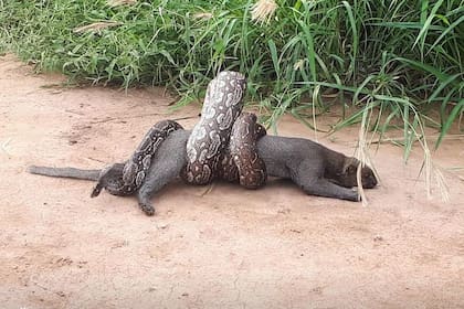 El ataque de una boa lampalagua a un puma yaguarundi, en Salta