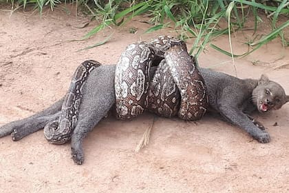 El ataque de una boa lampalagua a un puma, en Salta