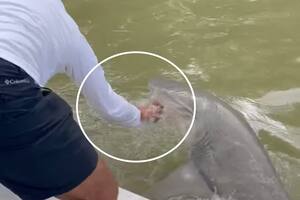 El video del ataque de un tiburón a un hombre que pescaba y quiso lavarse las manos en el agua