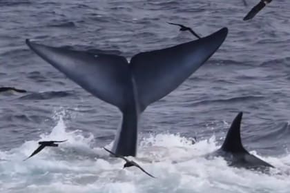 El ataque duró unas tres horas y terminó con la ballena azul, el animal más grande del planeta, muerta