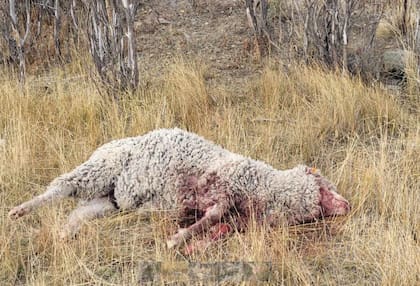 El ataque fue el domingo pasado a plena luz del día, cuando el encargado llegó al potrero los perros huyeron