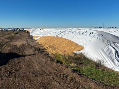 El ataque ocurrió durante la noche en una cooperativa y obligó a trabajar contrarreloj para evitar pérdidas