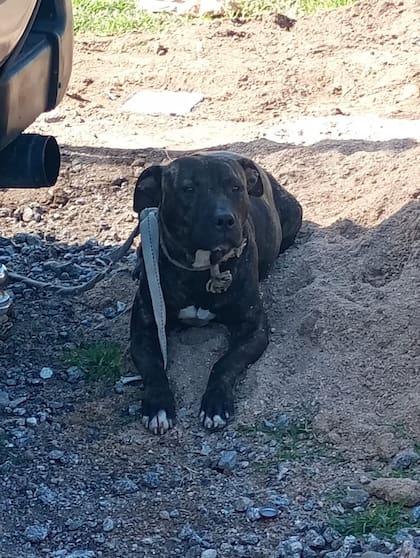 El ataque ocurrió en la calle pasaje Llanquelen al 5400 en barrio Parque República