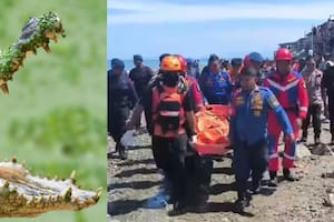 El ataque ocurrió en una zona conocida por encuentros con caimanes de agua salada