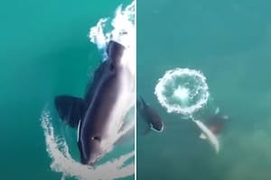 El impresionante video que muestra cómo orcas emboscaron y devoraron a tiburones blancos