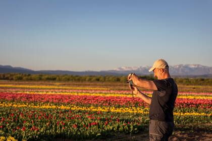 El atardecer es el mejor momento para fotografiar los tulipanes con la cordillera de fondo.