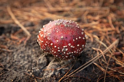 El atractivo hongo amanita muscaria puede encontrarse en la zona de pinos del lago Meliquina.