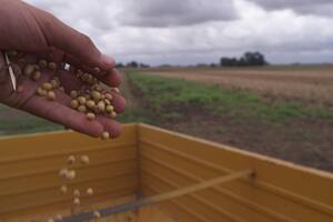 La harina de soja argentina libre de deforestación se consolida en Europa