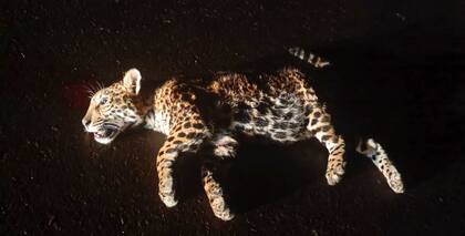 El atropellamiento de yaguaretés agrava la condición de esta especie, en peligro crítico de extinción