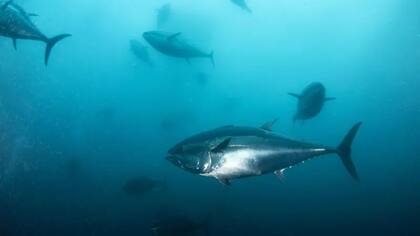 El atún rojo necesita agua tibia para desovar. Sus huevos se desarrollan cuando las temperaturas alcanzan los 20 °C.
