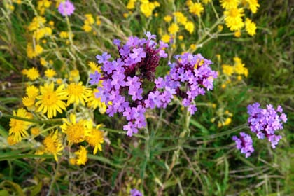 El auge de los jardines naturalistas puso en jaque la estética del control absoluto y revalorizó especies que antes se consideraban malezas