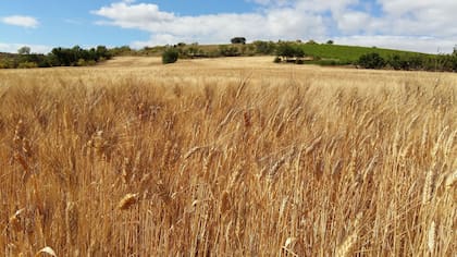 El aumento de costos, especialmente por la energía y los fertilizantes, empieza a influir en las decisiones de siembra para la campaña 2026/27