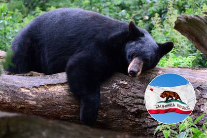 El aumento de encuentros con osos en California motivó al CDFW a emitir recomendaciones para evitar conflictos.