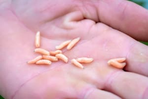 ¿Por qué aparecen gusanos blancos en la cocina? Sus causas, lugares comunes y cómo eliminarlos