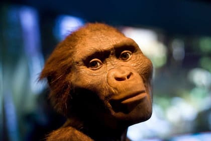 El Australopithecus afarensis, la especie de Lucy, era bípeda