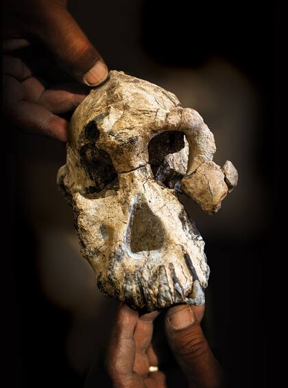 El Australopithecus anamensis es el miembro más antiguo conocido del género Australopithecus. Debido al raro estado casi completo del cráneo, los investigadores identificaron características faciales nunca antes vistas en la especie. 