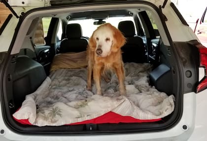 El auto acolchonado en el que Jennifer y Steve llevan a Augie en sus viajes por Estados Unidos (GoldHeart Golden Retriever Rescue)