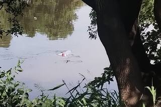 Se le cruzó una moto, perdió el control del auto y cayó al Riachuelo