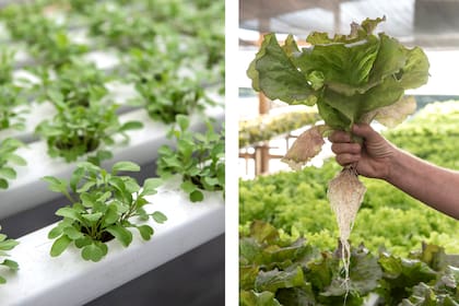 El autocultivo no solo preserva la frescura y calidad de los vegetales sino también la sustentabilidad del proceso