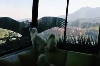 El ave de los andes despliega sus alas frente a las simppaticas mascotas que la ladran sin parar