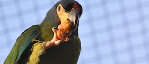 Nació el primer pichón de Maracaná lomo rojo y construyen un recinto para su reintroducción