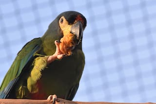Nació el primer pichón de Maracaná lomo rojo y construyen un recinto para su reintroducción