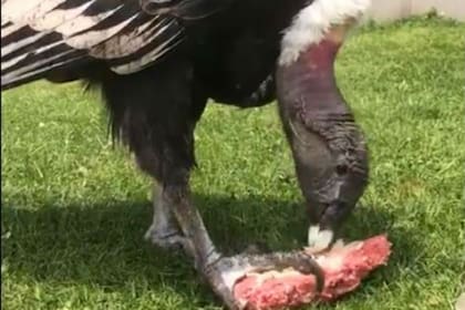 El cóndor es un ave que habita Los Andes, y por lo tanto se encuentra presente tanto en Chile como en Argentina y otros países andinos