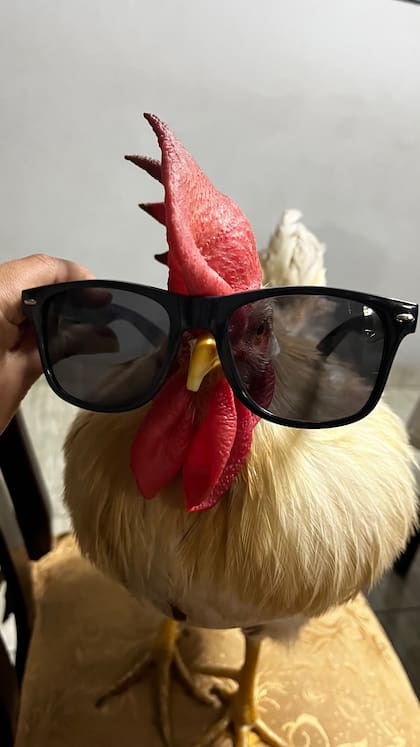 El ave se volvió furor en redes sociales gracias a la inventiva de su dueña (Foto: @jazmine.04)