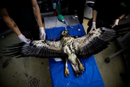 El ave tenía la mandíbula quebrada y fue operada en Buenos Aires; esa intervención fue la primera realizada en esta especie, lo que significó un logro veterinario muy importante