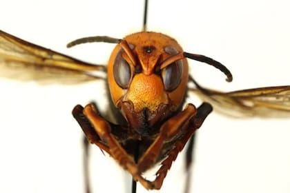 El avispón asesino: crece la preocupación por las picaduras mortales de estos insectos gigantes