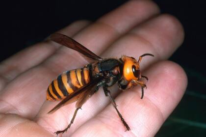 El avispón gigante asiático es muy agresivo con las colmenas de abejas, por lo que causan preocupación especialmente en los apicultores