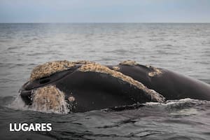 El plato fuerte de la fauna: ballenas, pingüinos, orcas y lobos marinos en plena temporada