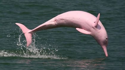 El avistamiento encendió las alarmas de los expertos debido a que los delfines rosados sólo habitan en aguas dulces