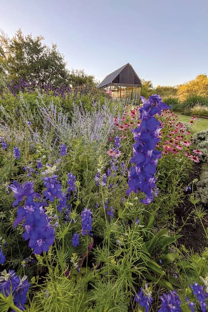 El azul de las espuelas de caballero que crecen por siembra espontánea entre los agapantos. Perovskias, salvias y echináceas completan
la escena